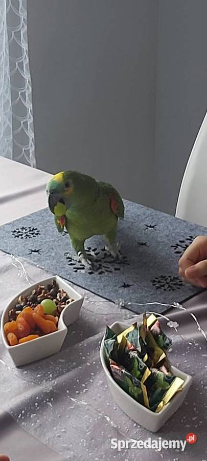 Amazonka niebieskoczelna szuka nowego domu śląskie Kleszczów