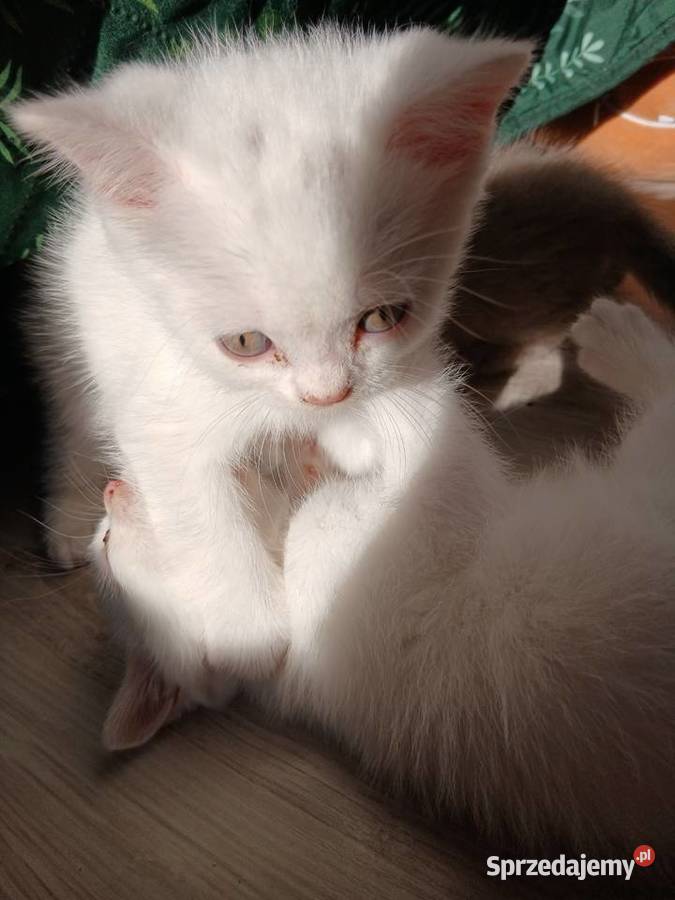 Sprzedamkotki brytyjskie