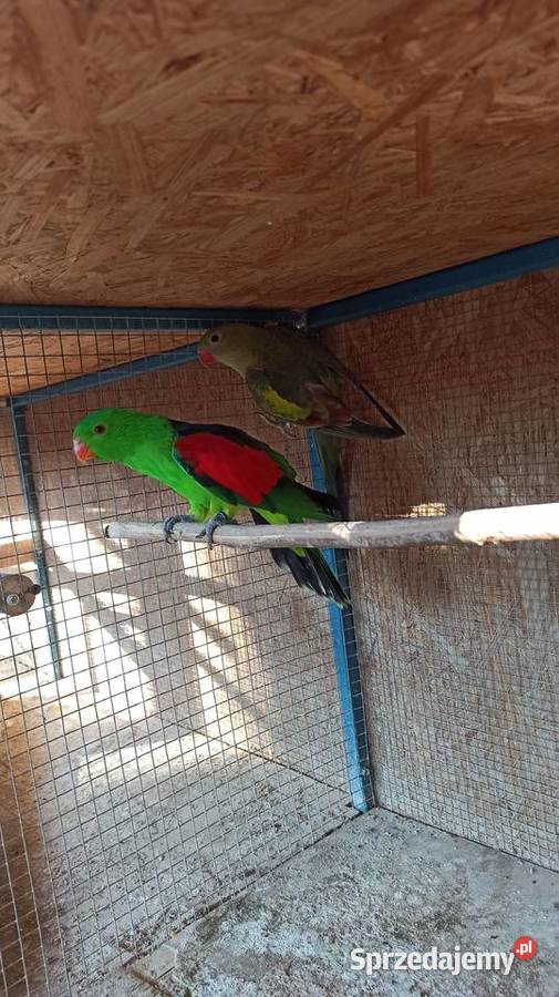 Czerwonoskrzydła i Berg samce Czubrowice sprzedam