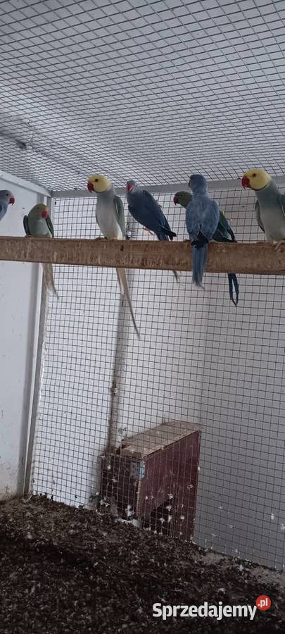 Aleksandretty obrożne lęgowe samice i samce