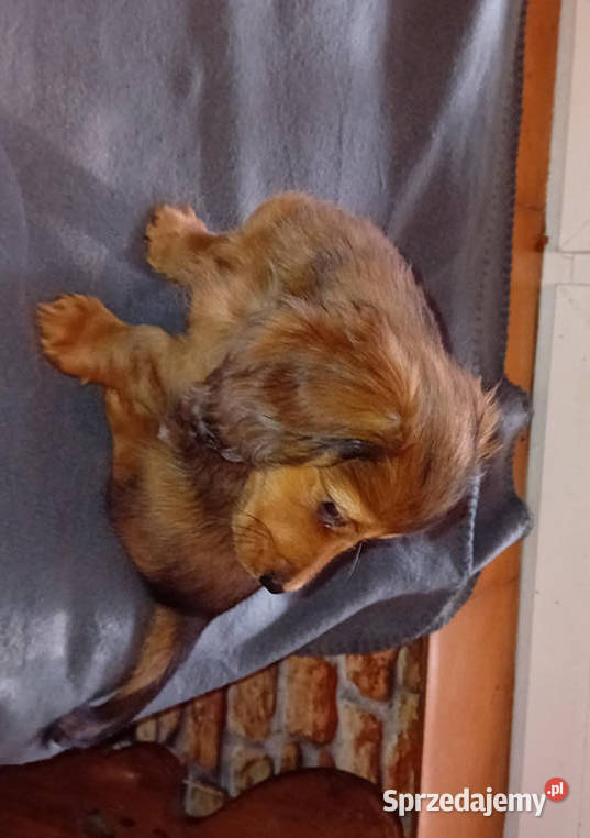 Jamniki długowłose miniaturowe i królicze Sieradz sprzedam