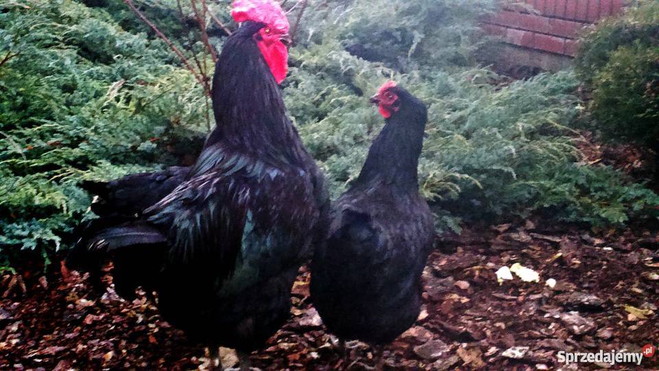 Jaja Lęgowe Jersy Giant Ostrołęka sprzedam