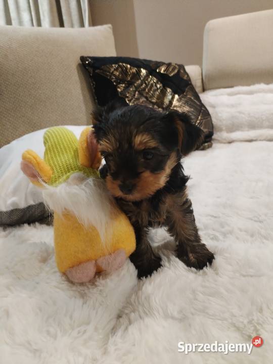 York terrier suczka Potoczek