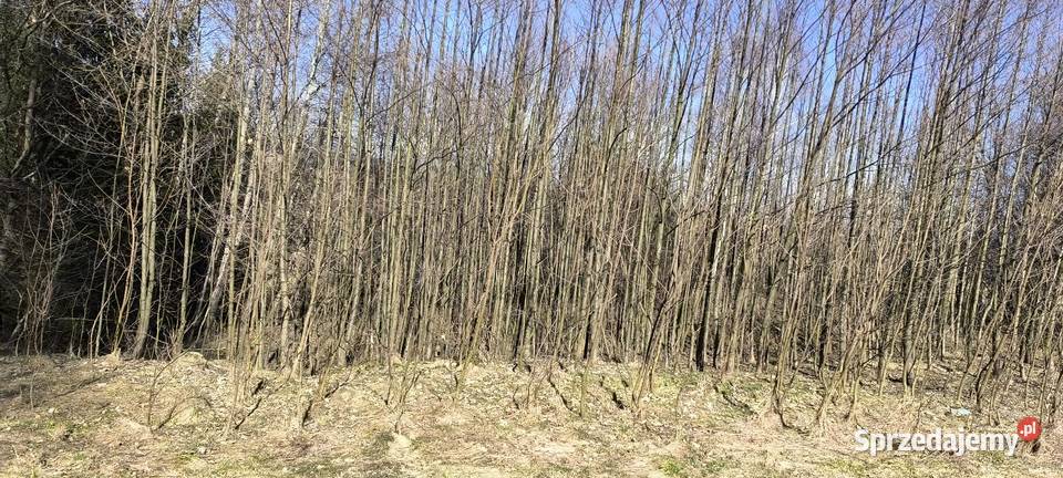 Działka rekreacyjnaw zaciszu 41arów 38zł/m2