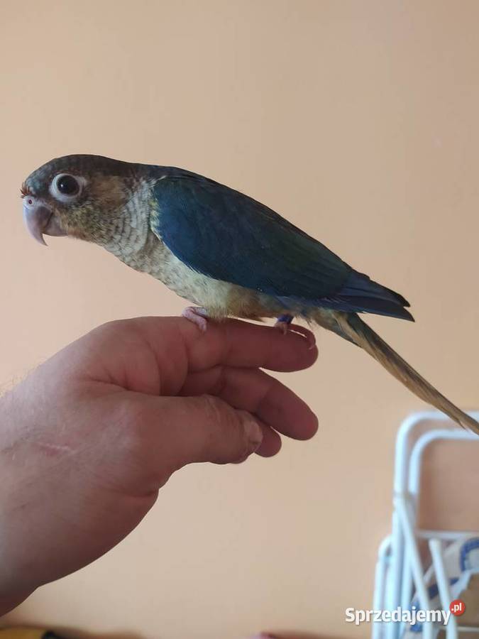 Papugi rudosterki ręcznie karmione sprzedam