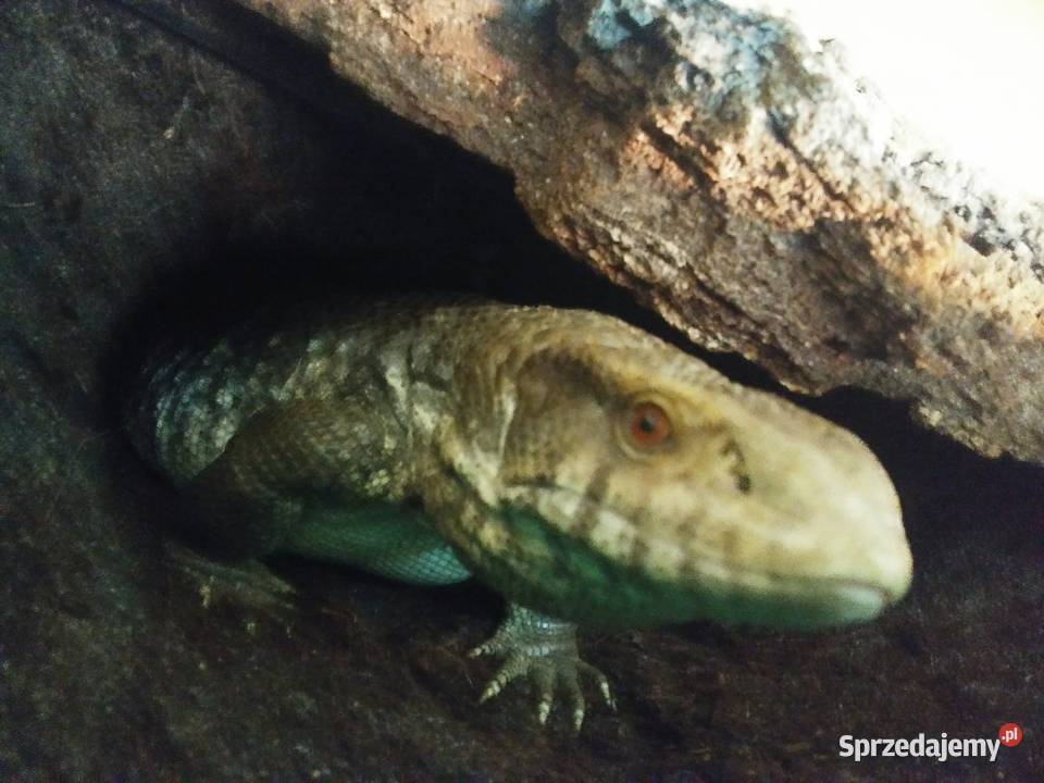 Waran stepowy Bydgoszcz