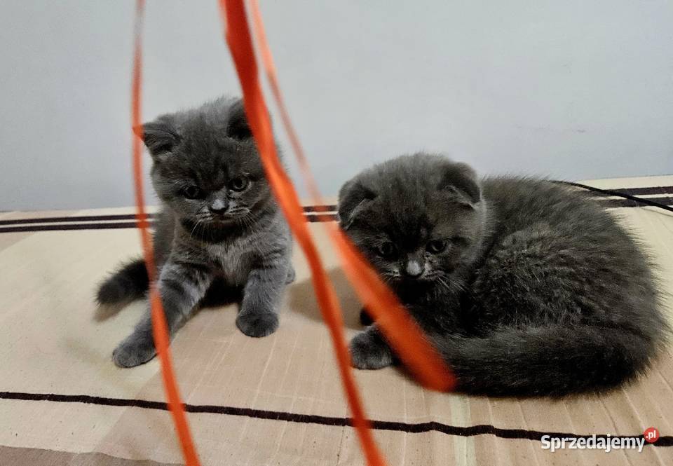 Koty rasowe Warszawa