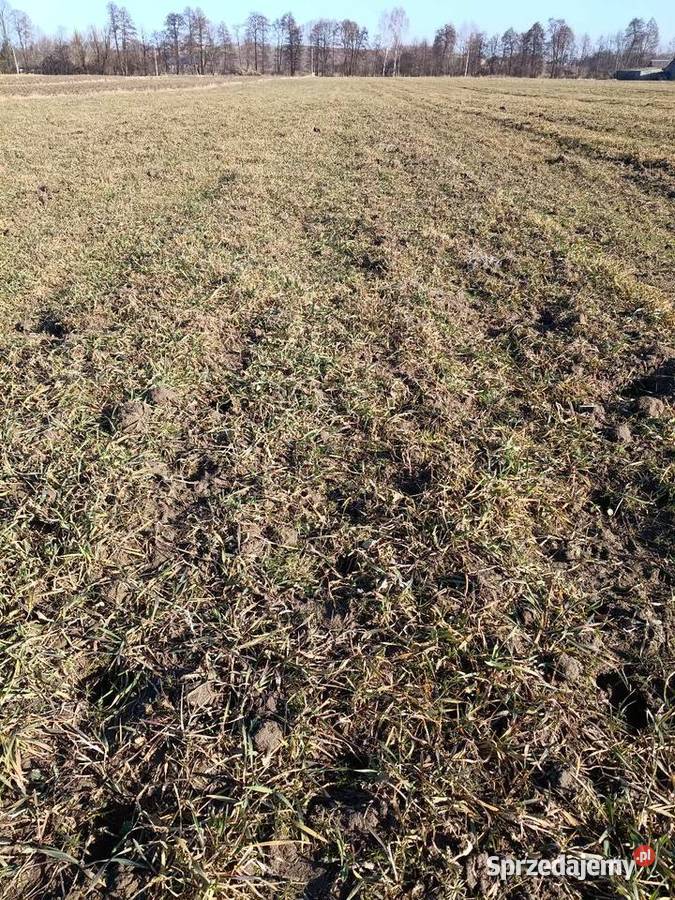 Działka rolna równa bez kamieni 264ha Sprzedaż Kroczyce