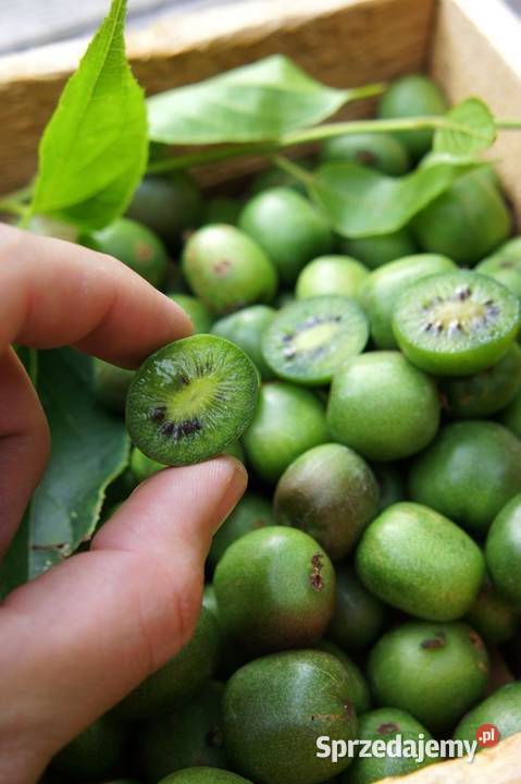Owoce Mini Kiwi Actinidia plantacja Pielgrzymowice