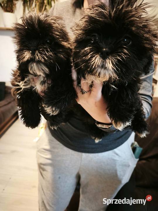 Szczenięta Shihtzu lwia ferajna Bircza