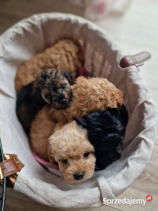 Maltipoo szczeniaki Krapkowice