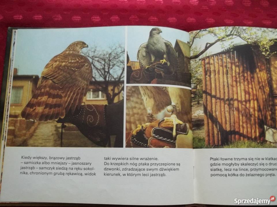 Ptaki Skrzydlaci myśliwi Rudolf Leipzig Popularnonaukowe łódzkie Łódź sprzedam