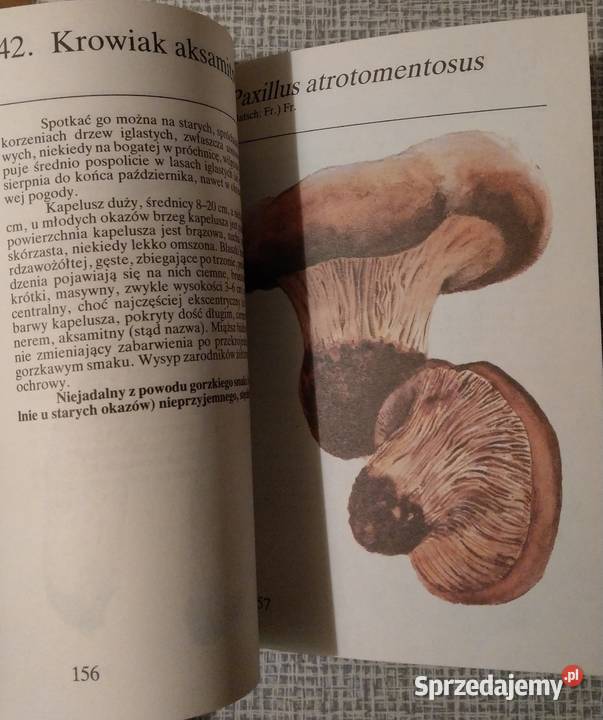 Grzyby leśne Grzywacz Carlos Nieto wysyłka przyroda, krajobrazy Warszawa