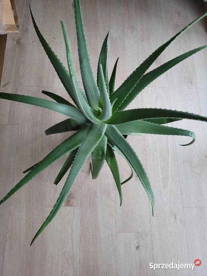 Aloes 100 rozpiętości i wysokości z doniczką Poznań sprzedam