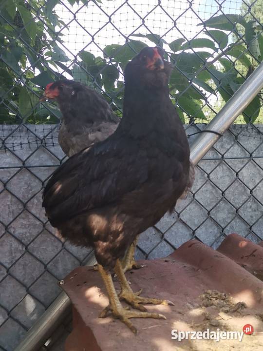 Araucany kogut koguty Sławsk