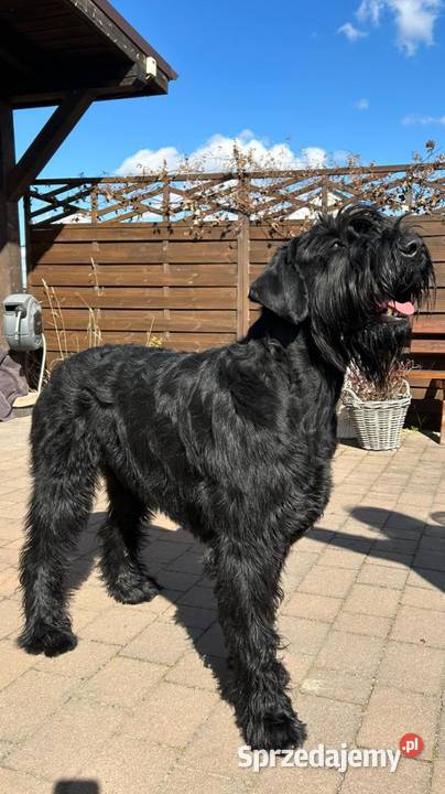 Sznaucer olbrzym szczenię