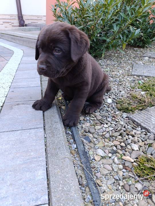Labrador czekoladowe szczeniaczki Labrador Tarnów sprzedam