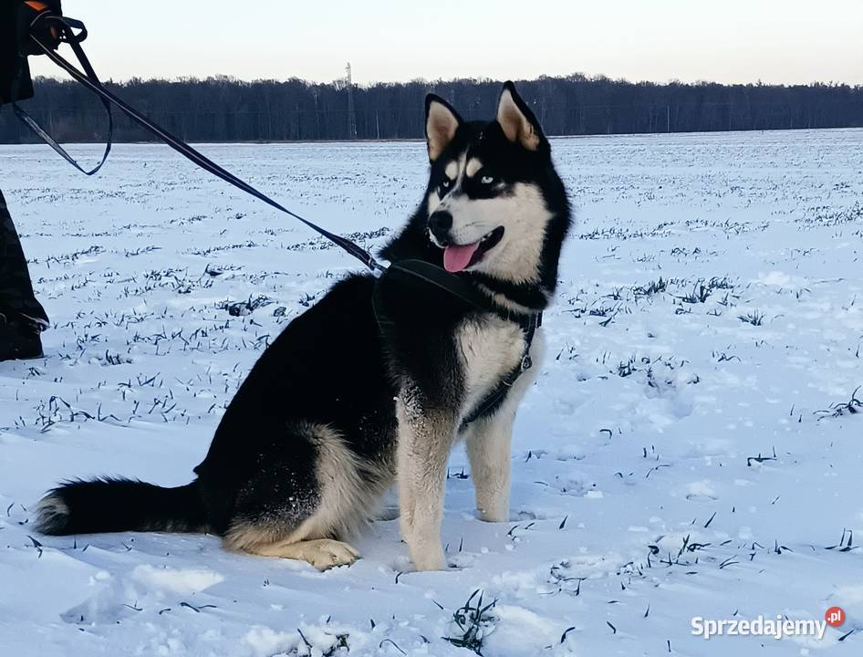 Szczeniaczki Siberian husky z elitarnym sprzedam