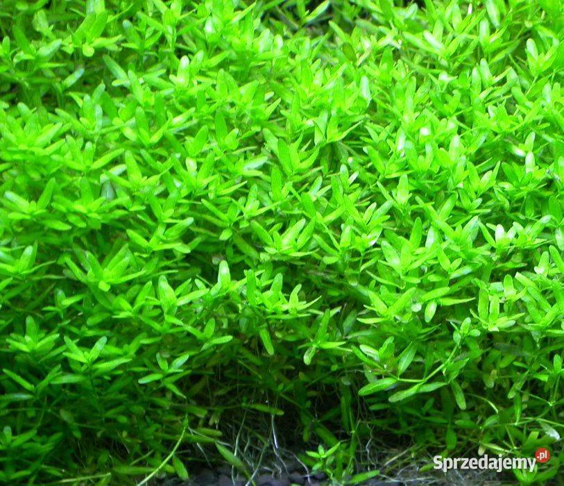 Hemianthus micranthemoides roślina akwariowa Akwarystyka Szamotuły