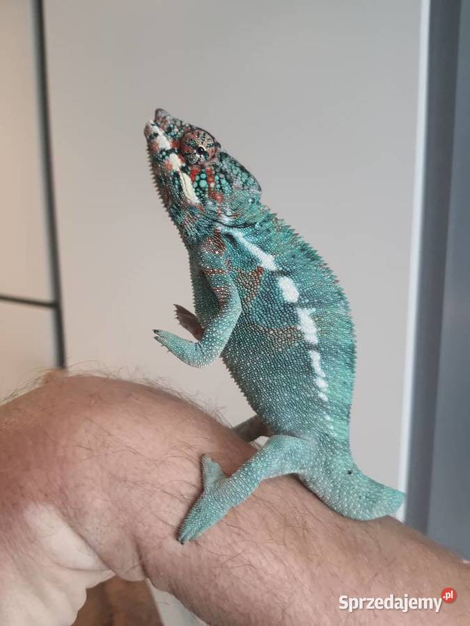 kameleon lamparci ambilobe samiec Lubień Kujawski
