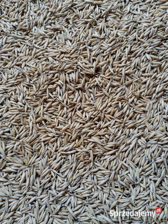 Owies jary Ujazd sprzedam