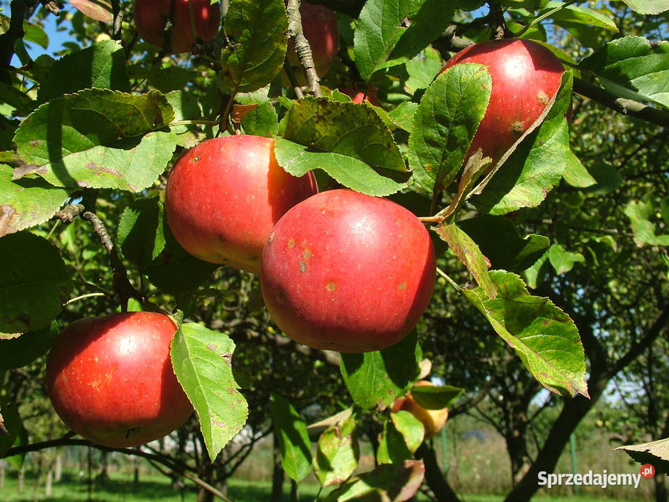 Jabłka ekologiczne Kurnos Drugi sprzedam