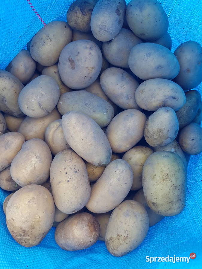 Ziemniaki Queen Anna świeżo kopane Działdowo