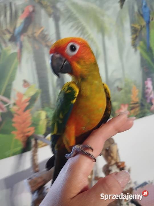 Papuga konura słoneczna ręcznie karmiona pomorskie