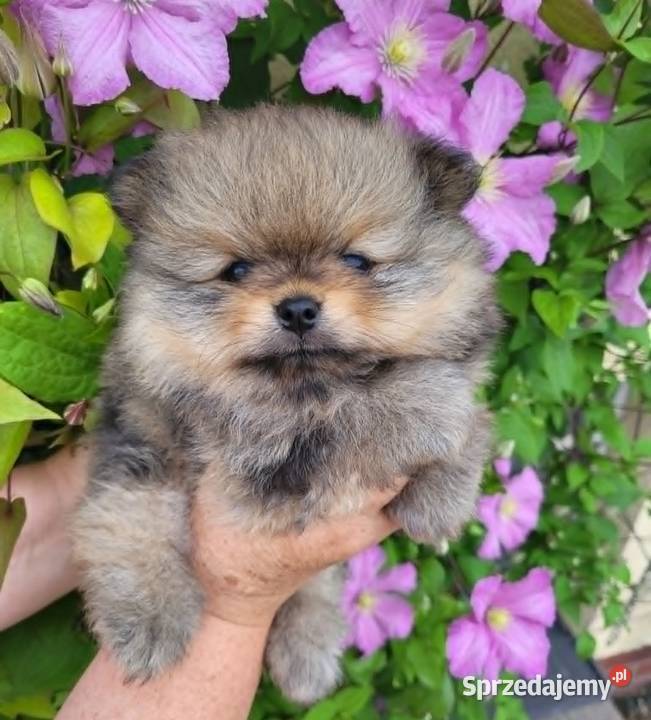 Piękne szczenięta szpic miniaturowy pomeranian Zwierzęta Toszek
