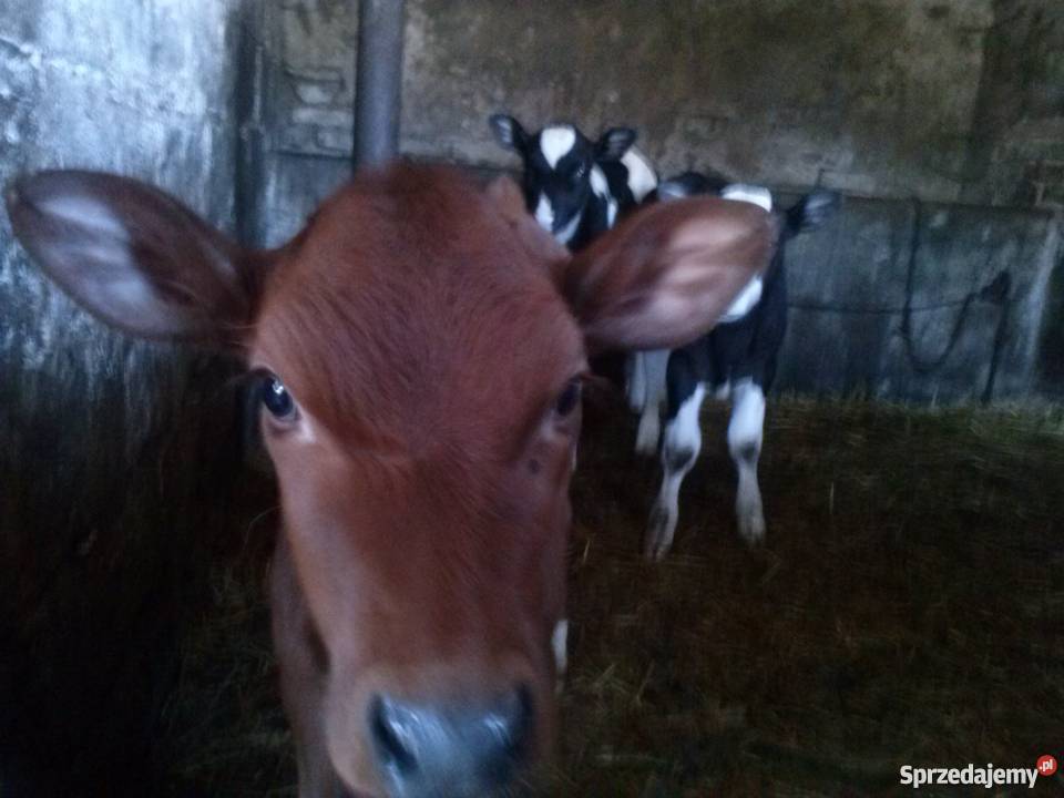 Cielaki jałówki i byczi żarłoki Lipno