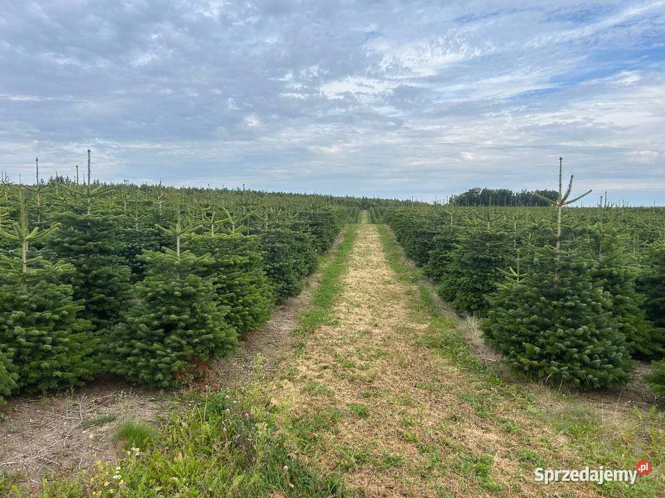 Hurtownia Choinek i stojaków Jodła Kaukaska Świerk Donice Stojaki