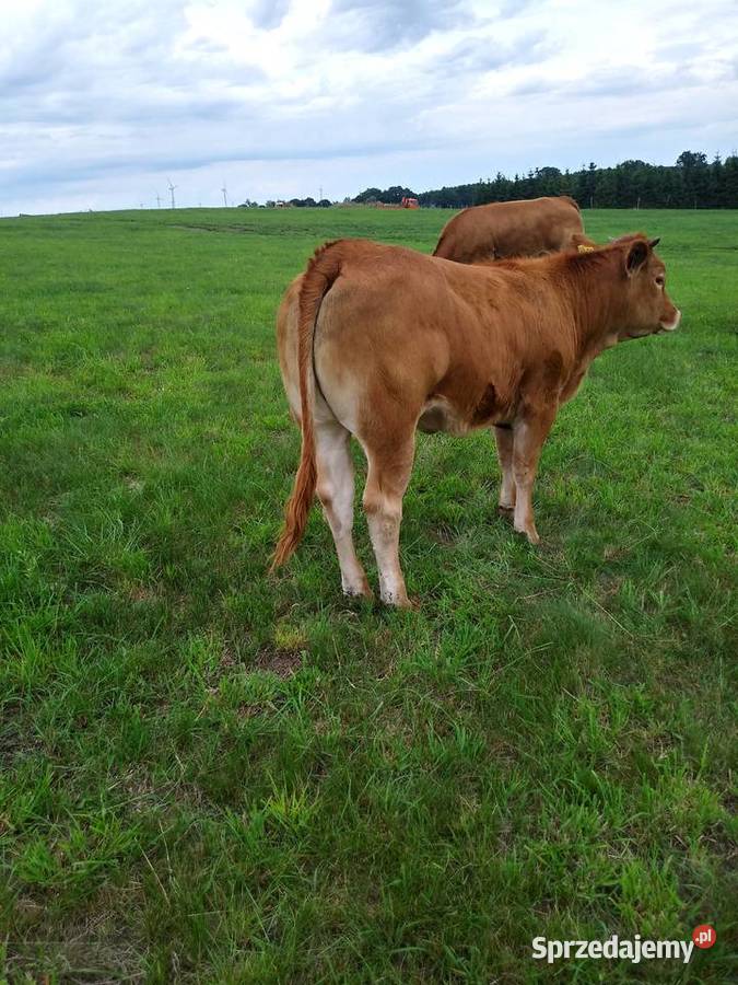 4 jałówki 100 LM Limousine