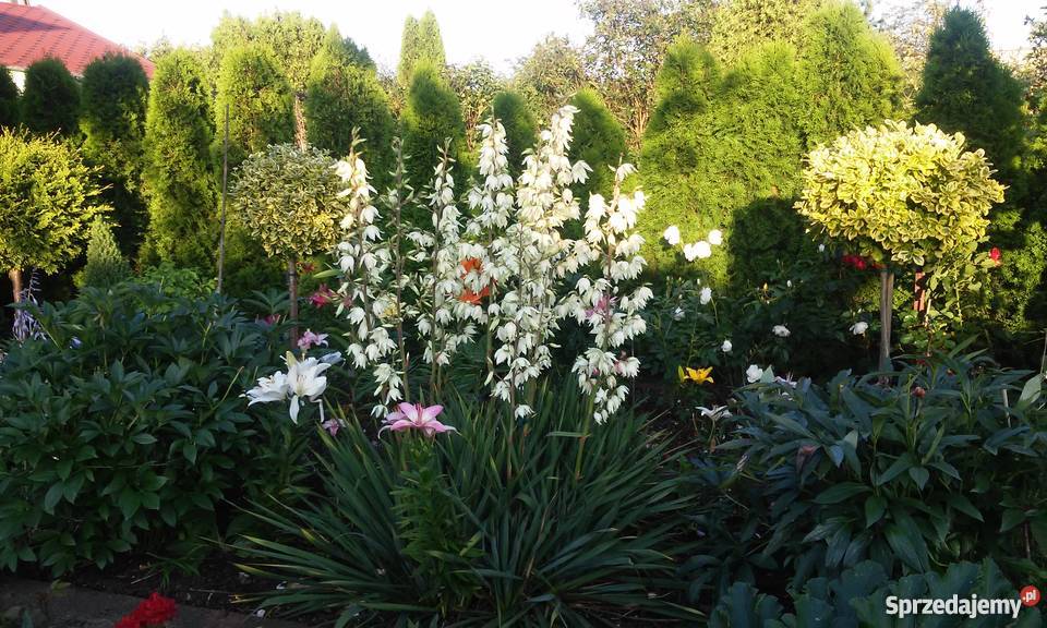 Działka na ROD do zamieszkania Człuchów