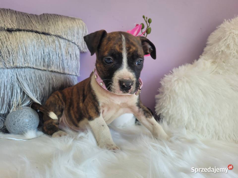 Cudowne i rodzinne szczeniaki Amstaff blue Kraków