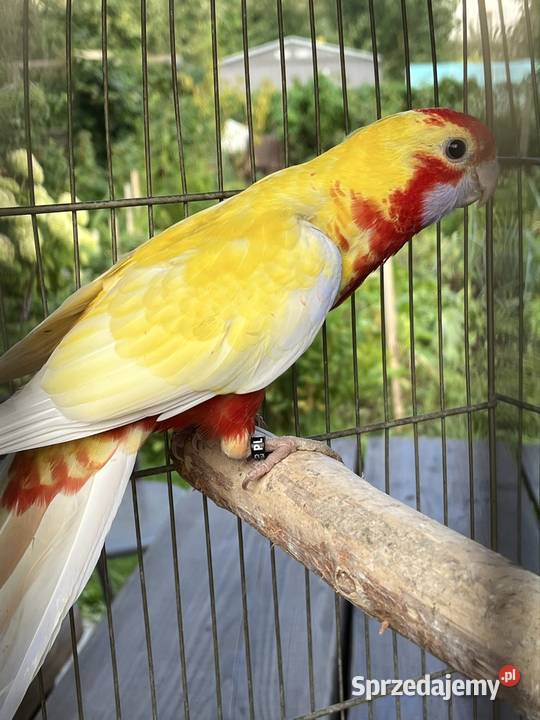 Rozela Królewska Pastel