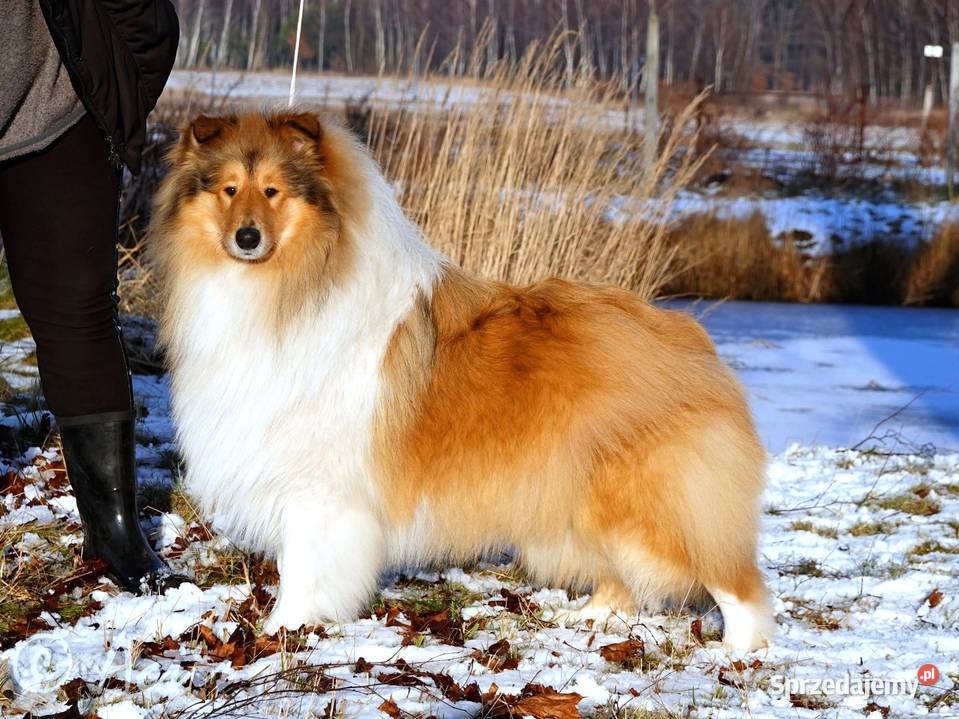 COLLIE Owczarki Szkockie szczeniaki Multi Ch Janów