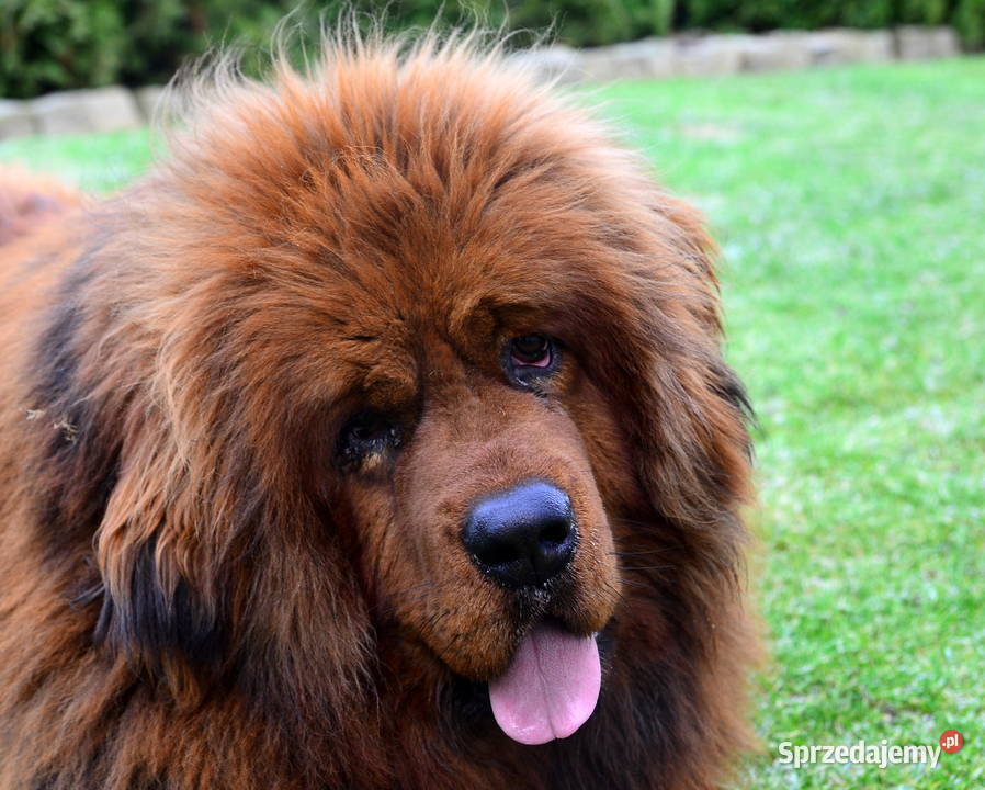 Mastif tybetański FCI Malanów sprzedam