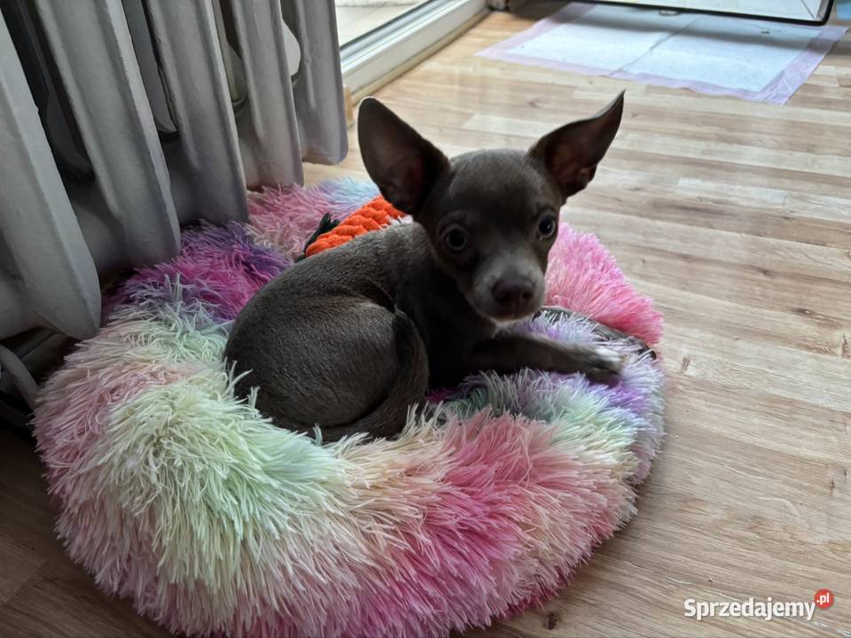 Chihuahua piesek liliowy Kielce