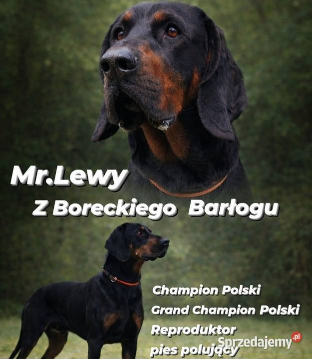 Gończy Polski Reproduktor wielkopolskie Gostyń