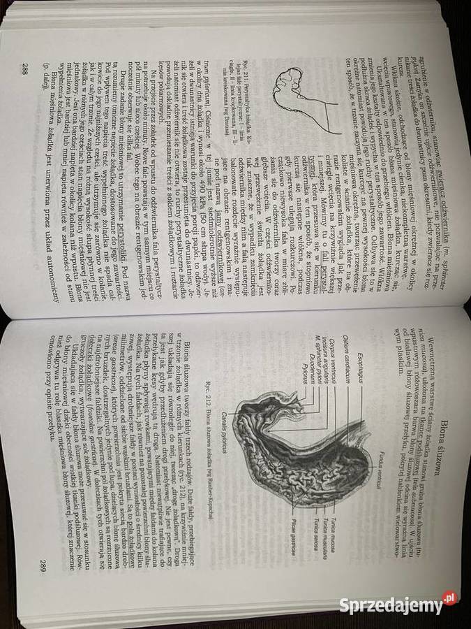 Anatomia Człowieka Janina SokołowskaPituchowa