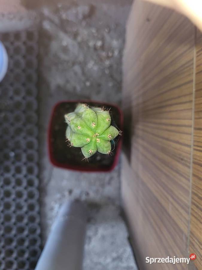 Microgenus trichocereus kuzyn san pedro Szczecin sprzedam