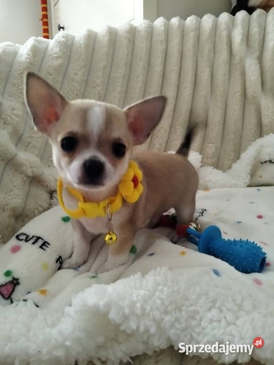 Piesek chihuahua Konin