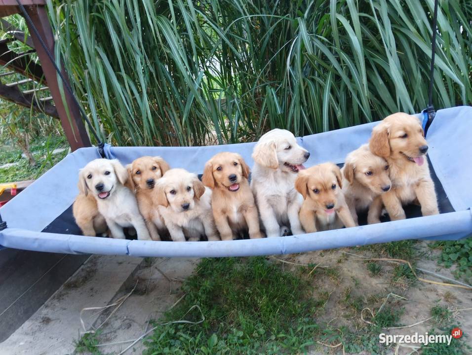 Golden retriever suczka Chodków Stary