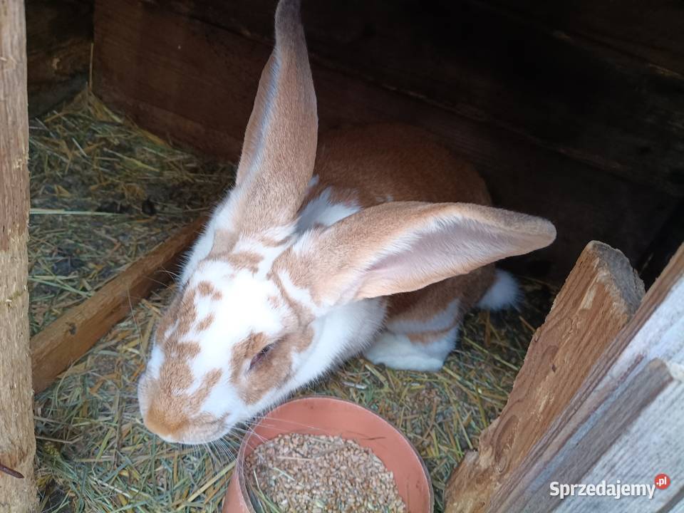 Królik Samica małopolskie Słomniki