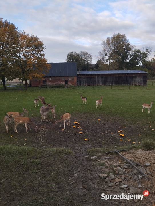 Sprzedam daniele Płużnica sprzedam