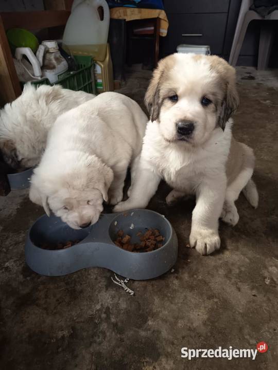 śliczne szczeniaki owczarek środkowoazjatycki Czarnożyły sprzedam