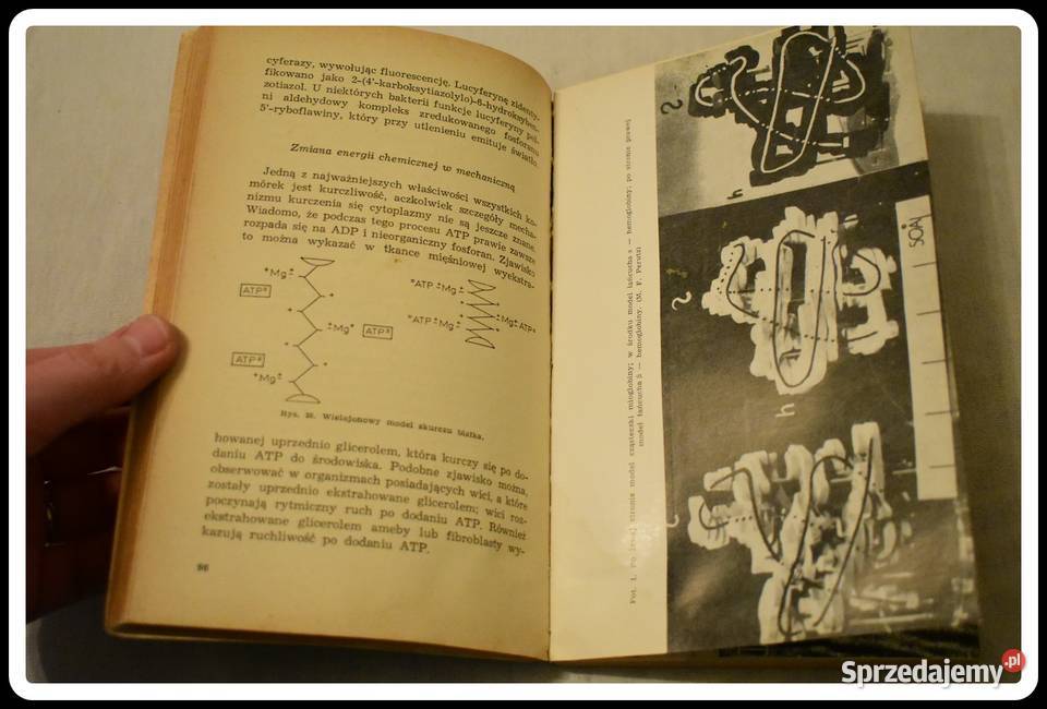 John Paul Podstawy biologii współczesnej Płock