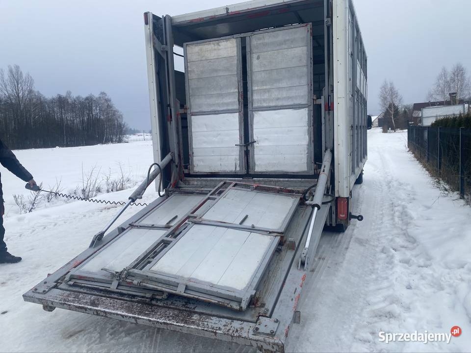 Mercedes sprinter do przewozu bydła z wagą Hodowla bydła