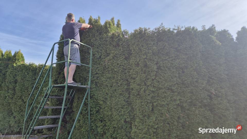 Drabina pomost pielęgnacja ogrodu Drabiny Białystok