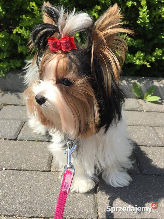 na sprzedaż dwaj śliczni chłopcy york biewer